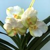 ВАНДА (VANDA Krienkrai Yellow xRasri Gold No.273) 